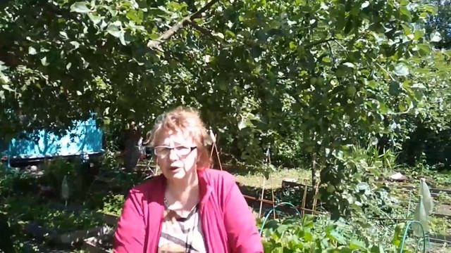 То дождь то жара,а я вся в заботах яки пчела )))))). смотреть онлайн