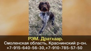 ДОМА! РЭМ. Дратхаар. Смоленская область, Краснинский район.