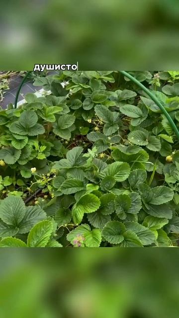 Земклуника Кокинская отборная - купить саженцы можно в нашем питомнике familifarm.ru