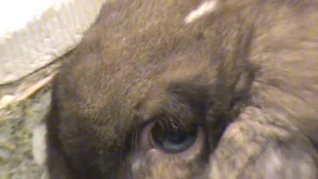 кролика накрыло смотреть онлайн