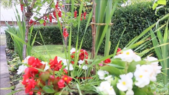 Moriye sor/Red currant/Красная смородина/Կարմիր հաղարջ смотреть онлайн