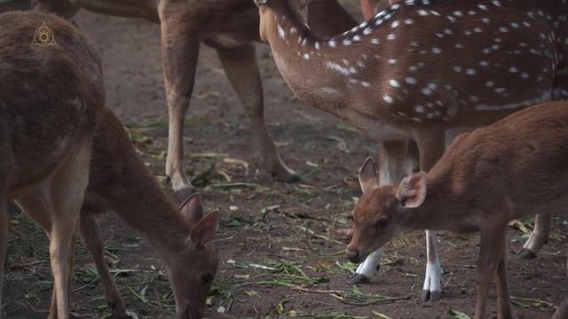 What Does It Spiritual Mean When a Deer Crosses Your Path 10 Spiritual Meanings