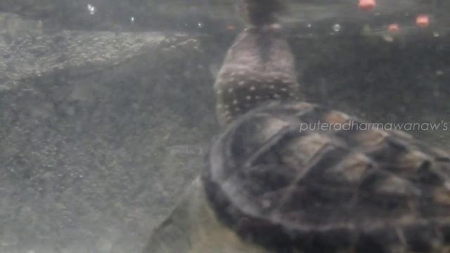 Chelydra serpentina смотреть онлайн