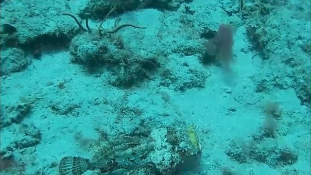 Diving Narcosis Scuba dive charter in west palm beach