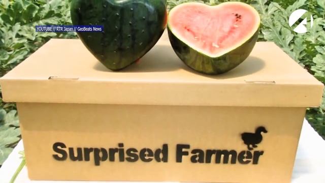 Камызякские ученые вырастили арбузную сенсацию смотреть онлайн