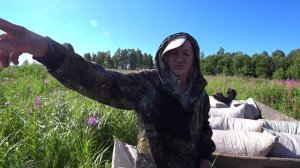 ИВАН ЧАЙ ЦЕНА