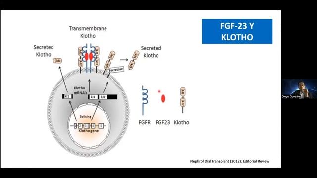 Webinar, "Enfermedad Cardiorenal, Definiendo problemas y soluciones desde la Nefrología" смотреть онлайн