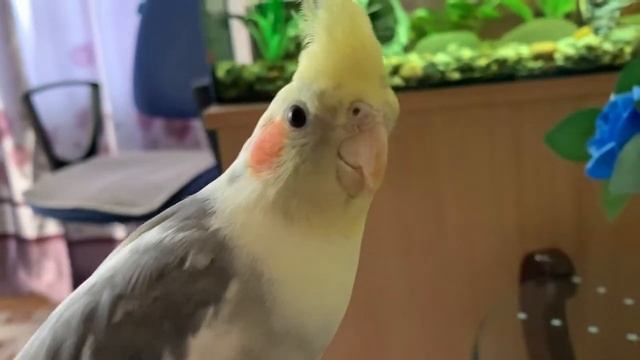 Попугай #кеша играется с подушкой смотреть онлайн