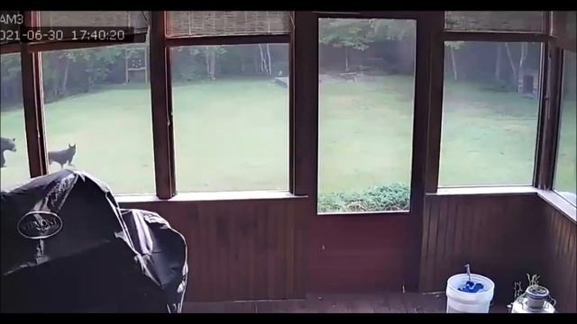 Медведи 19 08 2021 смотреть онлайн