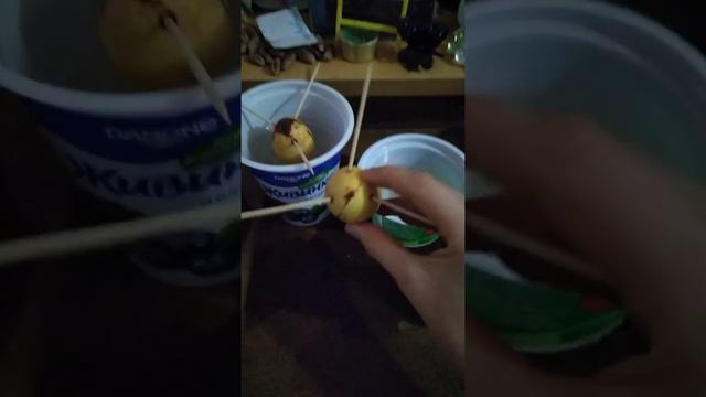 Как вырастить косточку хурмы и все остальные цытрусавые. смотреть онлайн