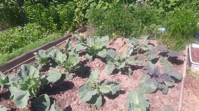 Капуста не упустите момент!!!Чем подкормить! смотреть онлайн