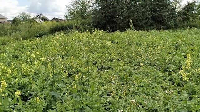 СОБРАЛИ ПЕРВЫЙ УРОЖАЙ / Деревенька на Урале / Выпуск 30