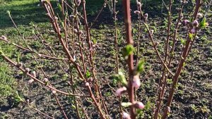 20-04-2025 Весна красна!