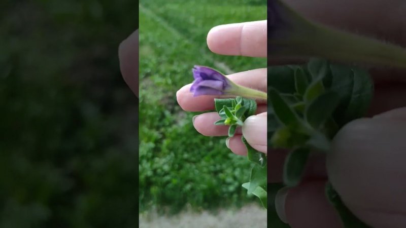 Цветы за окном