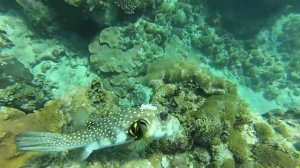 Seychelles Snorkeling Edit