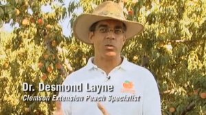 Peach Variety Trials