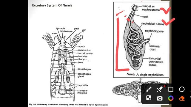 Excretory system of Nereis смотреть онлайн
