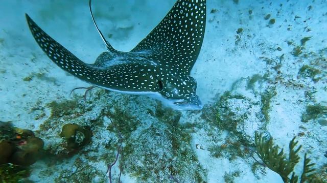 EAGLE RAY - Cozumel Diving