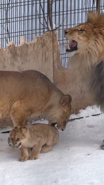 📹 Семейка львов смотреть онлайн