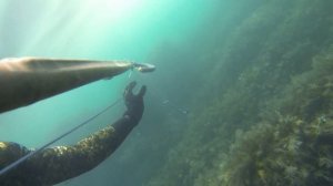 подводная охота в Геленджике