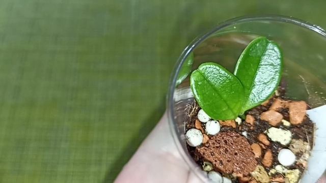 Пришла долгожданная посылка с очень желанными цветочками.