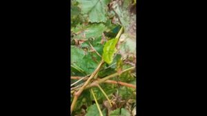 Сорта винограда выращиваемые в 2023 году в Раменском районе Подмосковья