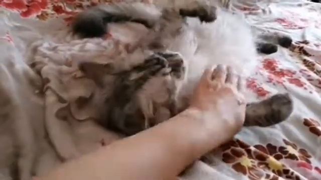 Моё милое и нежное пузатое создание Витечка 😻 смотреть онлайн