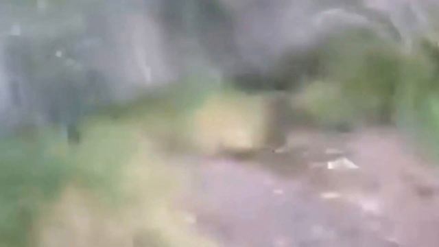 ОФИГЕТЬ Реакция На Медведя Russia vs America смотреть онлайн