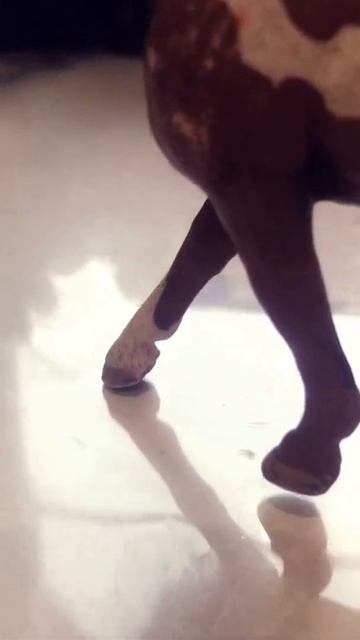 Кагда у пумеранга сестра уиза тем временем парень уизы 🤣 смотреть онлайн