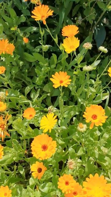 Flowers💐. Garden. Dacha. Calendula. Lily. Marigold. Belarus. Цветы. Календула. Бархатцы. Лилия. смотреть онлайн