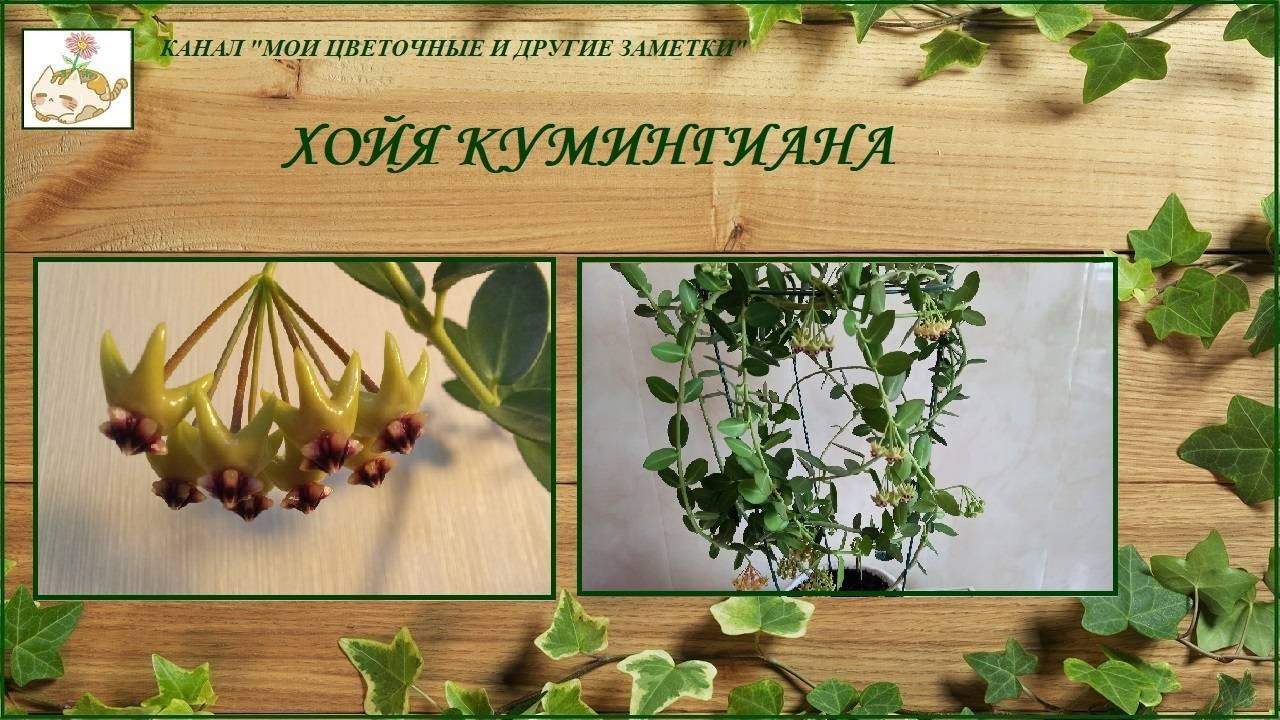 Хойя Кумингиана (Hoya cumingiana) очаровательная цветунья