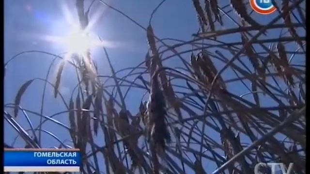 «Хлеб убирать нужно с хорошим настроением»: первый комбайнер-тысячник из Гомельской области смотреть онлайн