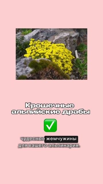 10 растений для настоящей альпийской горки. #всевсад #марияниконова #сад #альпийскаягорка