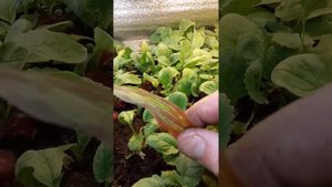 Редис к 8 марта