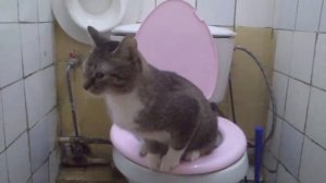 Смех и слёзы ( кот ссыт в унитаз )