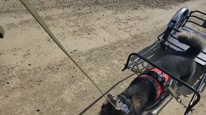 Третий выезд на прицепе для собак Мухтар, часть 2