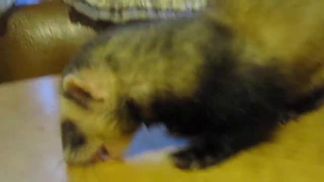 Завтрак хоря смотреть онлайн