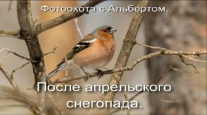Фотоохота с Альбертом. После апрельского снегопада.