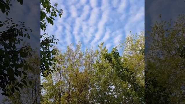 Пение птиц смотреть онлайн