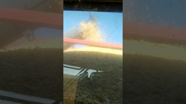 Збирання сої 2021.МF9790.Жатка Case1020 флекс.Сорт невідомий.Врожайність 19 ц. смотреть онлайн