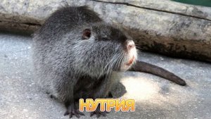 КАК ГОВОРИТ НУТРИЯ / ЗВУКИ НУТРИИ 🐀

#нутрия #звуки_нутрии #как_говорит_нутрия #звуки
