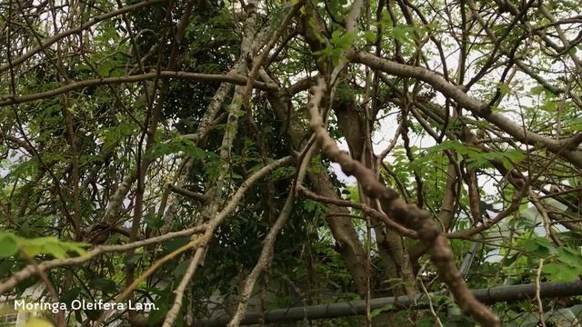 Moringa Oleifera Lam. | Fruits Shrubs & Trees | Culinary Spices | Fruits & Flowers | 🇵🇦 Panama | смотреть онлайн
