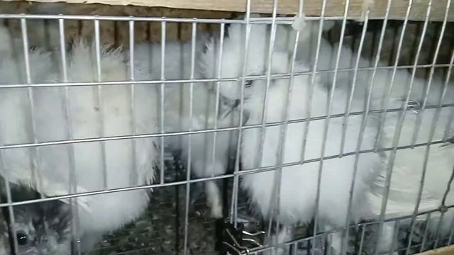 завтрак маленьких гусят - укроп. Breakfast of little gosling dill. Desayuno de pollitos eneldo. смотреть онлайн