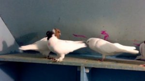 Щекатые бойные голуби