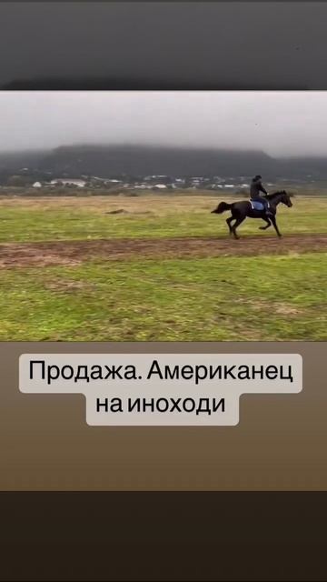 Иноходец на продаже. смотреть онлайн