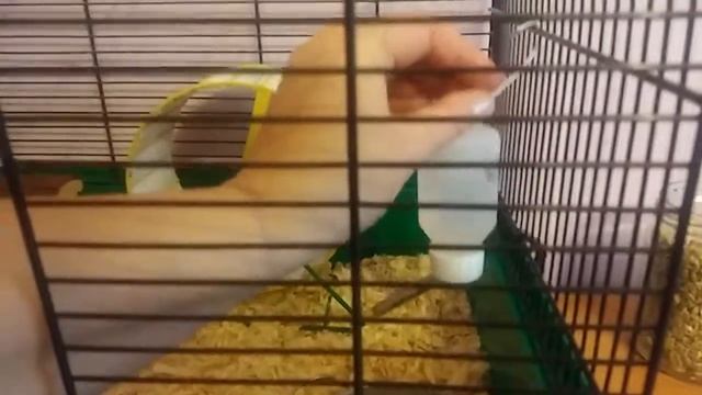 Уборка в клетке хомяка(часть 2) смотреть онлайн