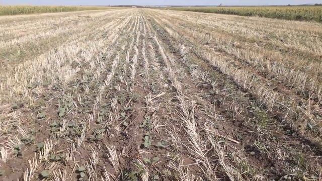 19.08.2018. NO-TILL озимый рапс после пшеницы смотреть онлайн
