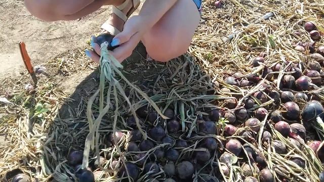 Червона цибуля Каунтач F1 (Bayer Nunhens) плід у розрізі смотреть онлайн