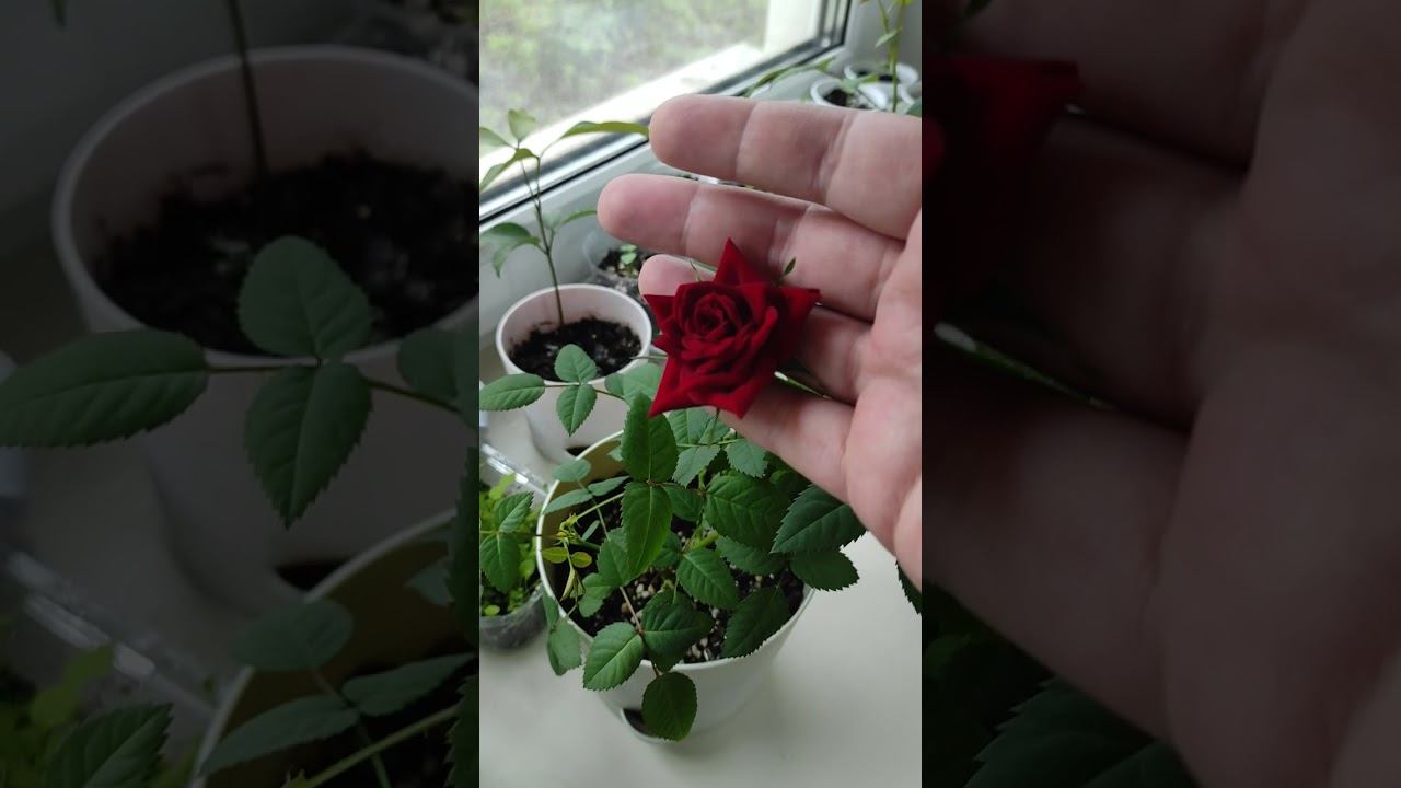 Розы из Магнита