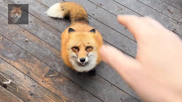 Алиса Лиса-Alice the Fox (Маленькая Пауза) смотреть онлайн